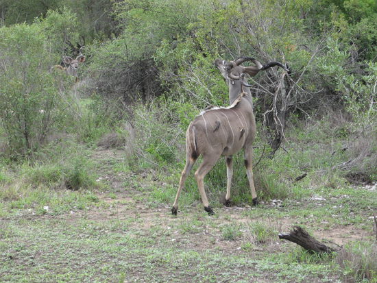 Kudu mit Madenpickern