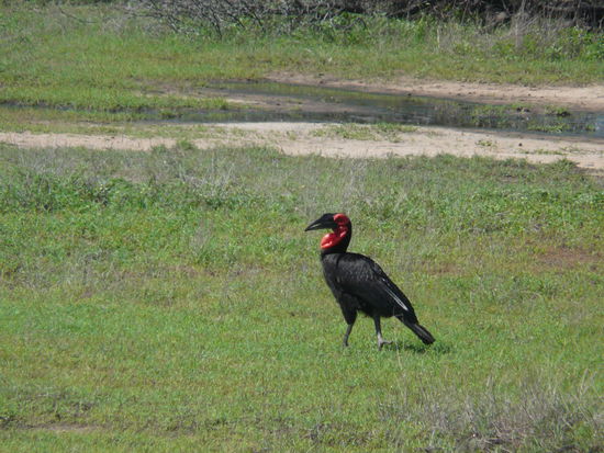 Das ist ein Hornrabe; ganz schön groß!