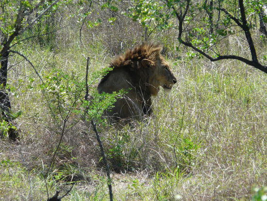 Hier kann man den Löwen mal ein bischen besser sehen.