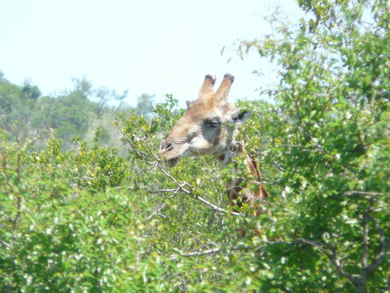 Die wollte verstecken spielen 