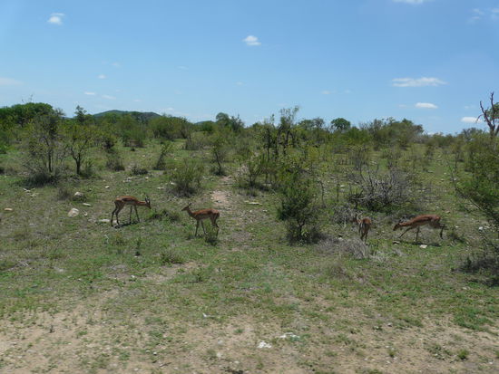 Und zum Schluss noch mal Impalas