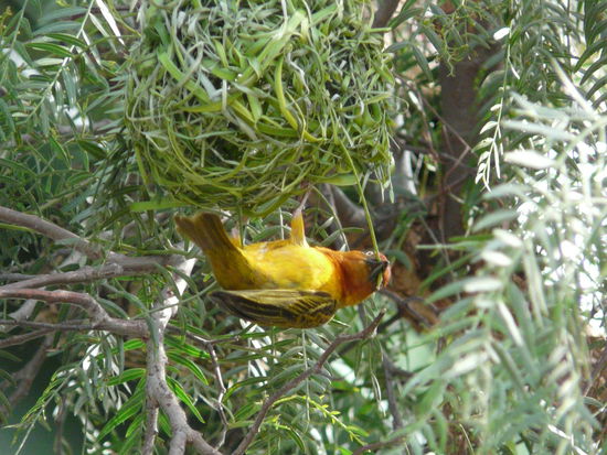Ein Weber bei der Arbeit