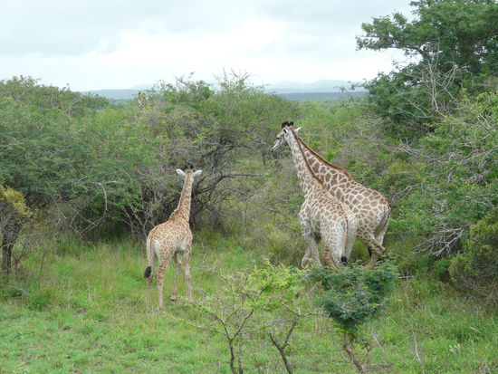 Die Giraffen: schön aber scheu!