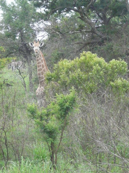 Noch eine Giraffe und im Hintergrund die ersten Zebras