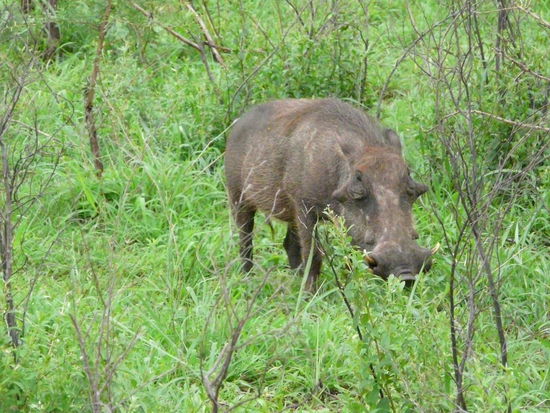 Das Warzenschwein. Pumbaa in freier Wildbahn 