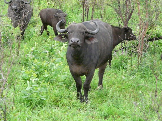 Die erste Büffelherde der wir im Hluhluwe Park begegnen