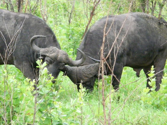 Büffelbullen beim Kampf