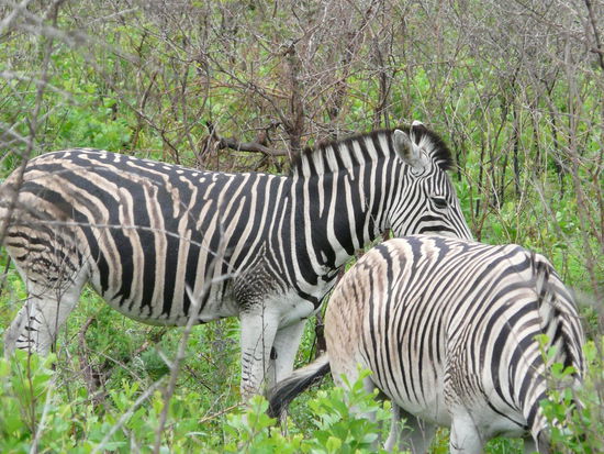 Die Zebras wollten sich auch nicht so wirklich zeigen...