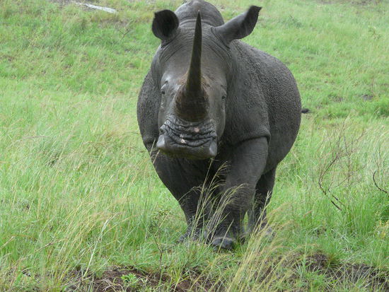 Ein Breitmaulnashorn