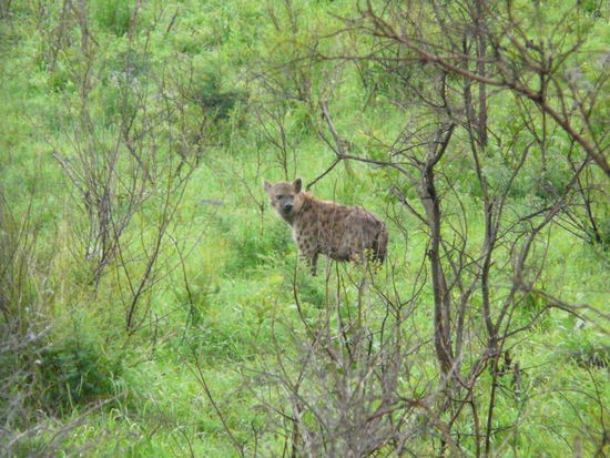 Die Hyäne, immer vorsichtig die Gegend absuchend, falls doch noch ein Feind in der Nähe sein sollte.
