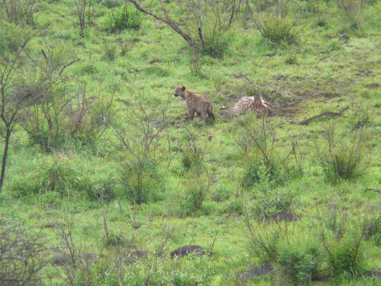 Die Hyäne hat sich bis zum Büffelkadaver vorgewagt.