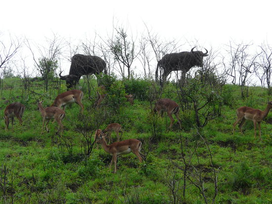 Gnus und Impalas