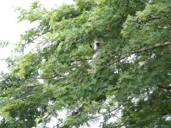 Da die Affen sind los: Grüne Meerkatzen