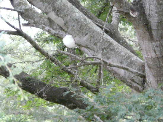 Das weiße was da am Baumstamm klebt ist ein Froschgelege!