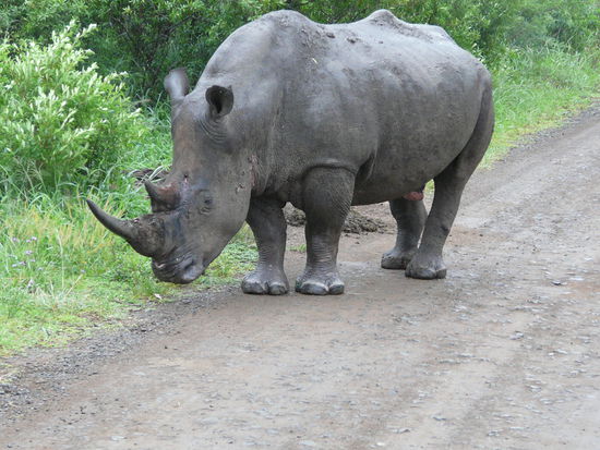 Zum Schluss noch mal ein Nashorn mit sichtbaren Kampfspuren.