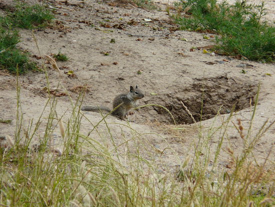 Ein kalifornisches Erdhörnchen
