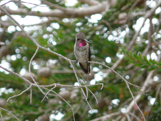 Ein Breitschwanzkolibri
