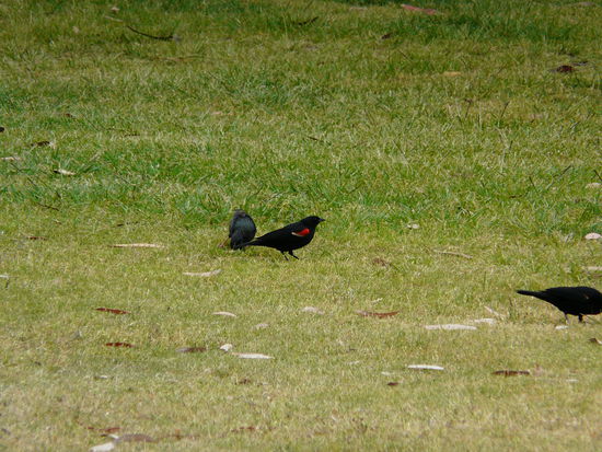 Ein Rotschultersterling