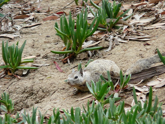 Und wir vermuten ein Felshörnchen; vielleicht kennt es ja jemand?