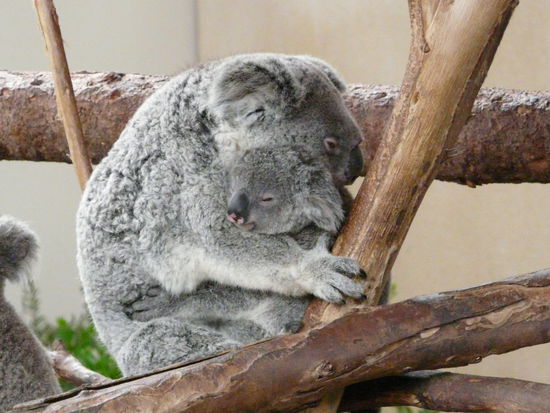 Sogar die Tiere schlafen noch