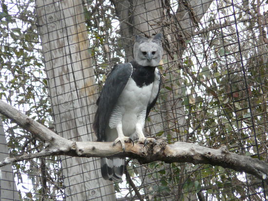 Die hier ist aber schon voll wach: eine Harpyie