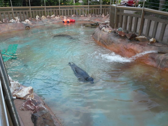 Gracie &amp; Billy, die zwei gestrandeten Seelöwen