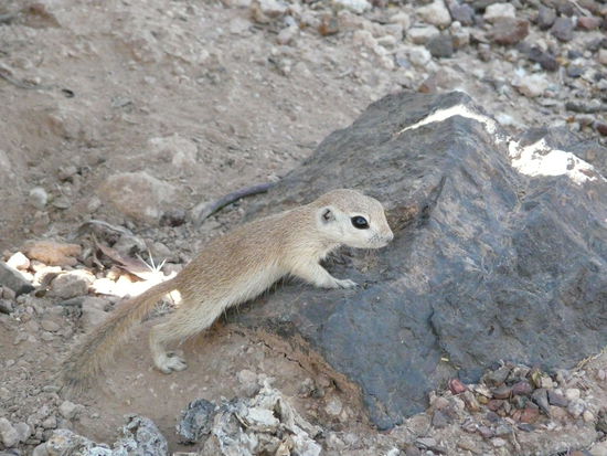 Die sind aber auch einfach zuuuu süß!
