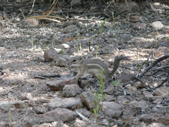 und es gibt sie hier auch in gestreift