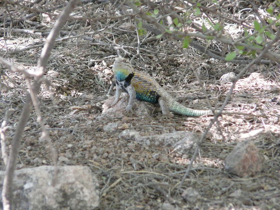 und auch mal was aus der Reptilienwelt