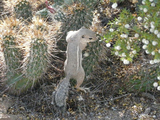 Autsch!!!
Aber diesmal sind auch Kakteen mit drauf, irgendwie 