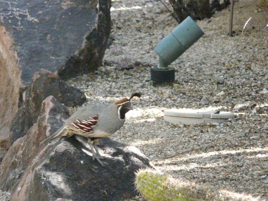 Eine Helmwachtel (so eine ist uns später auch noch am Hotel begegnet)