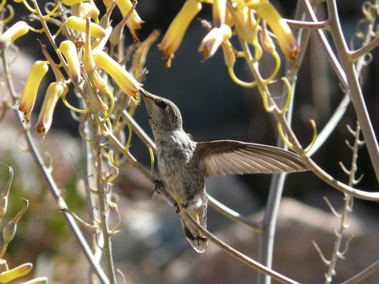 Blüten einer Aloe UND ein Hummingbird