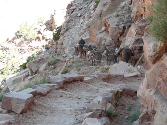 Die Mules sind irgendwie schneller als wir, aber wir müssen ja auch rauf!