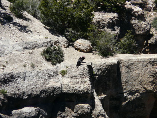 Condors ? am Canyon