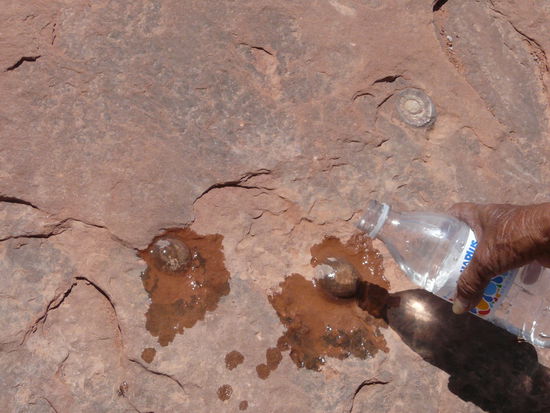 Die Dinosauriereier?!?