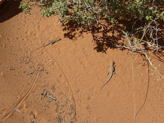 Die Spuren der Nacht! Und manchmal waren am Ende der Spuren auch noch die Verursacher zu finden.