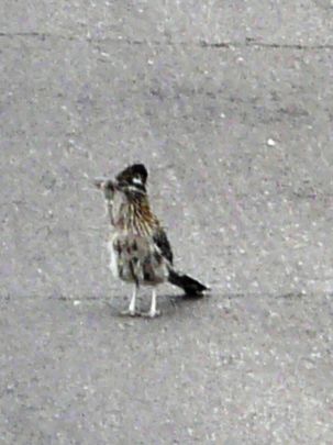 Der Roadrunner mit seiner Beute