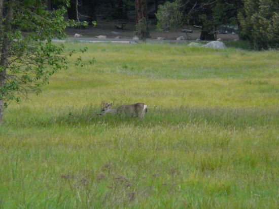 Eins der ersten deers