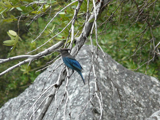 Ein Diademhäher, wunderschön und hier sehr oft zu sehen