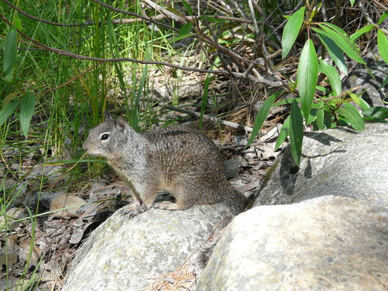 Die dürfen hier natürlich auch nicht fehlen!