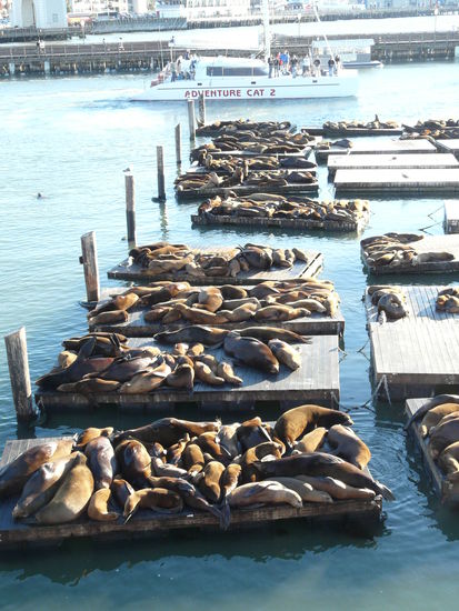Alles voll hier: Seelöwenkolonie am Pier 39