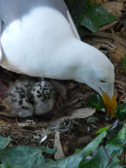 Erste Bruterfolge, das Geschwisterchen ist noch im Ei