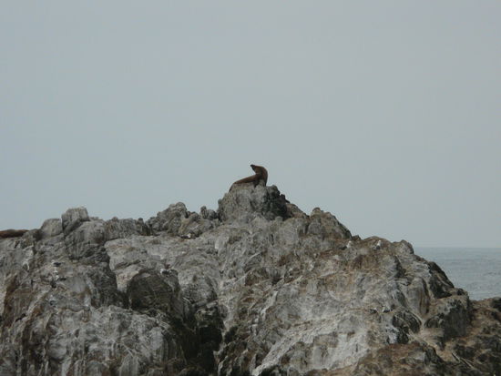 Da oben ist der erste Seelöwe!