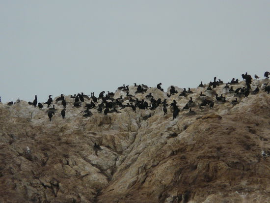Im Schatten und Sch... der Kormorane
