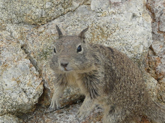 Bis hinter die Ohren vollgestopft; wo die Mama das wohl her hat?!?
