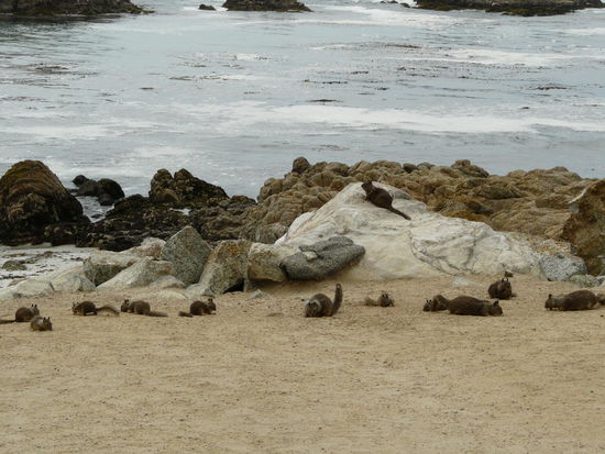 Und hier ein großer Teil der Sippschaft. 12 auf einen Streich.