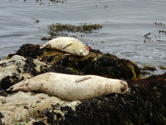 Der oder die kleine hat ein Schild mit X7 auf dem Kopf; keine Ahnung warum... bei den Anderen haben wir nichts entdeckt.