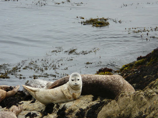 sind sie nicht süüüß?