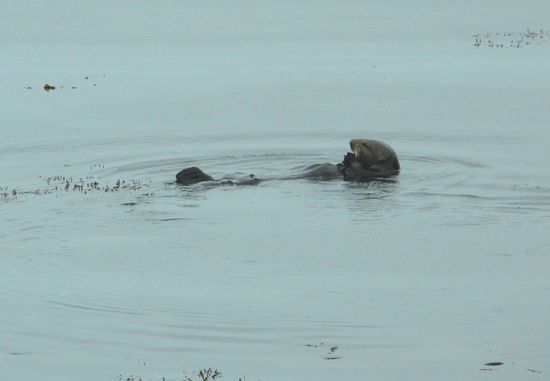 Bei Manuel waren das auch Robben, aber ich glaube wirklich das es ein Otter ist!