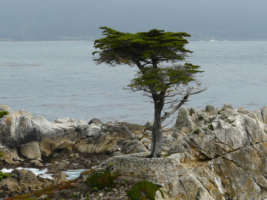 The Lone Cypress